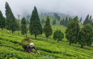 Sikkim tea transformed