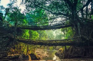 Double Decker Living Root bridge