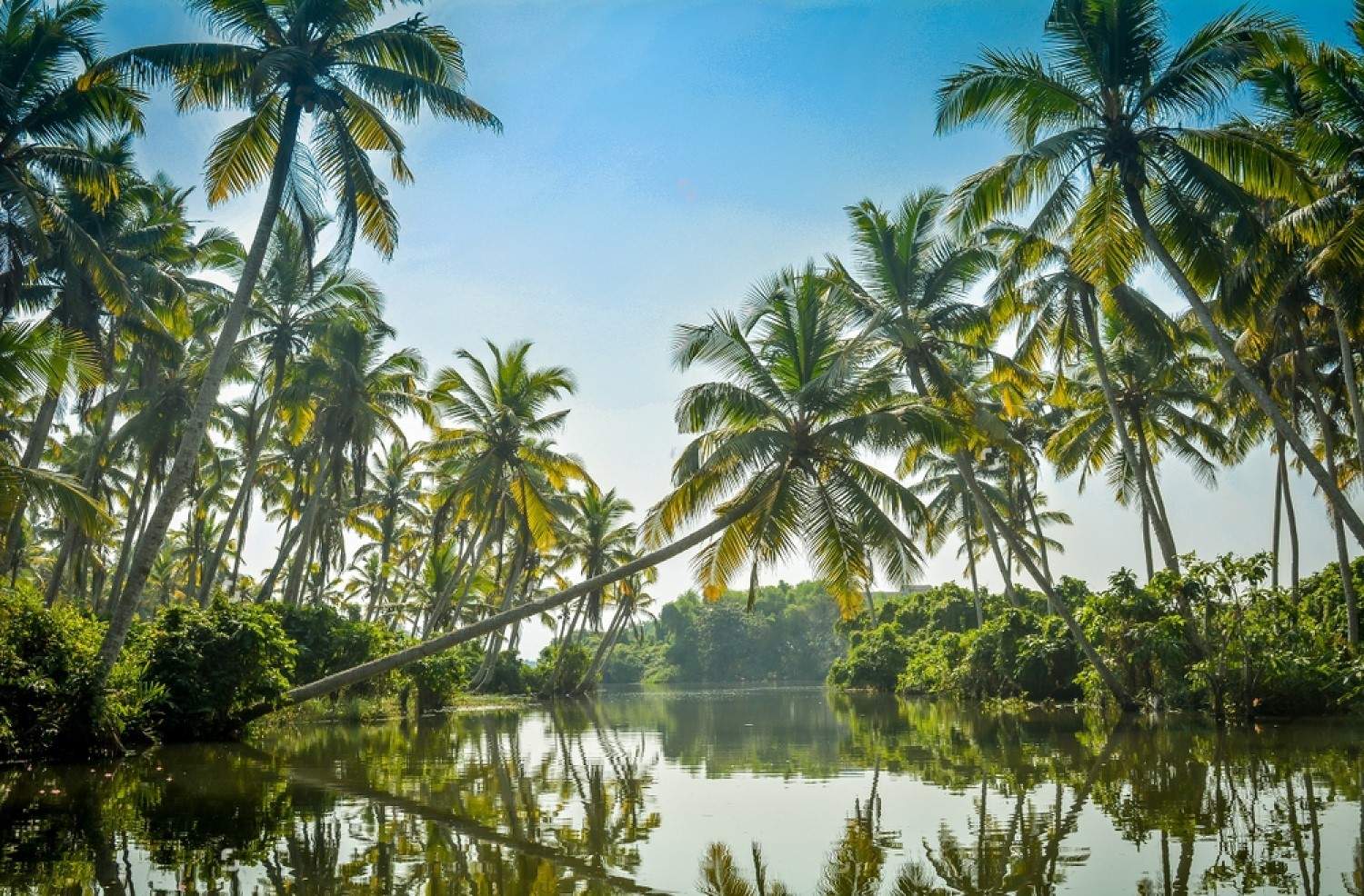 A view from a boat ride to Poovar Island, with lush greenery and calm waters of the backwaters in the background.
