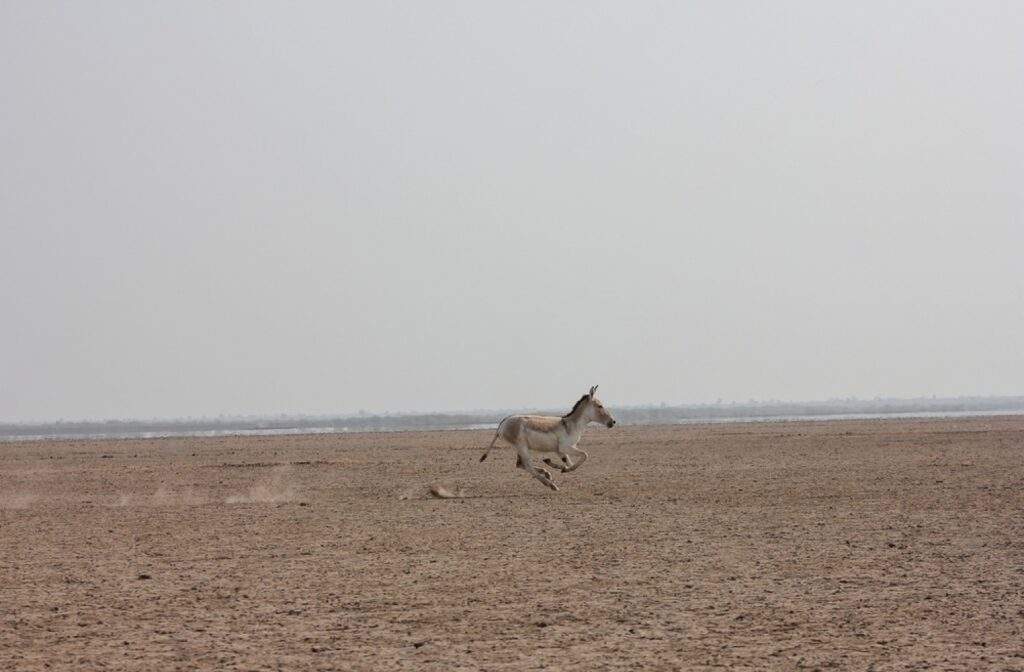 Indian Wild ass or khur running in plains of salt pan desert of Little Rann of Kutch India transformed
