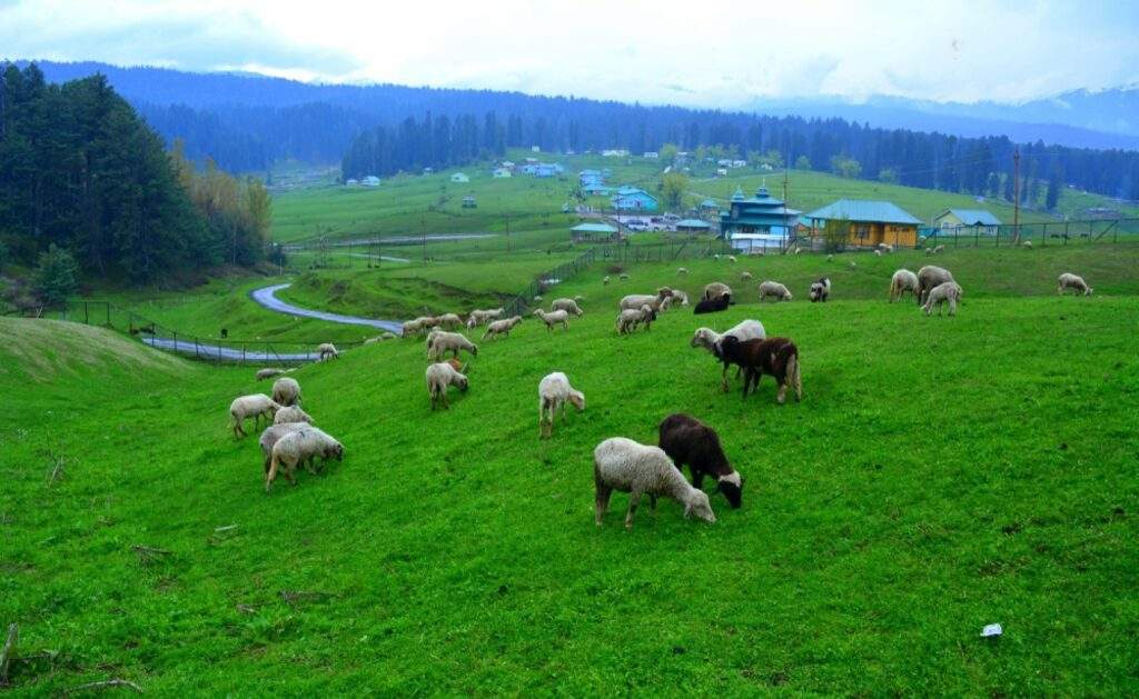 Yusmarg valley transformed