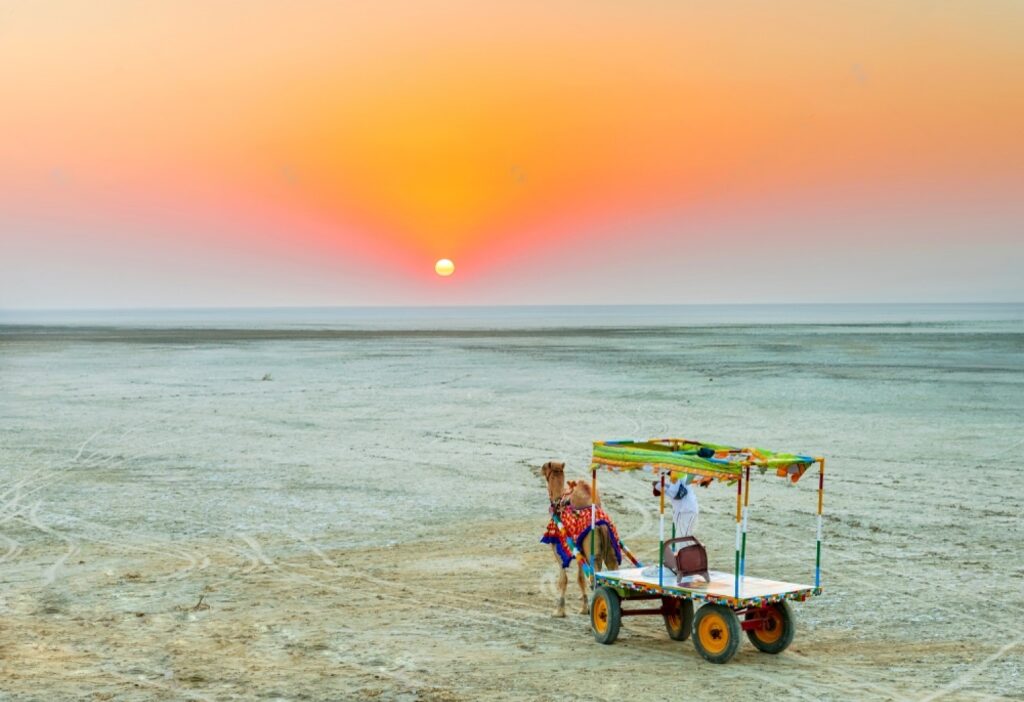 A camel cart at White Rann, Greater Rann of Kutch India