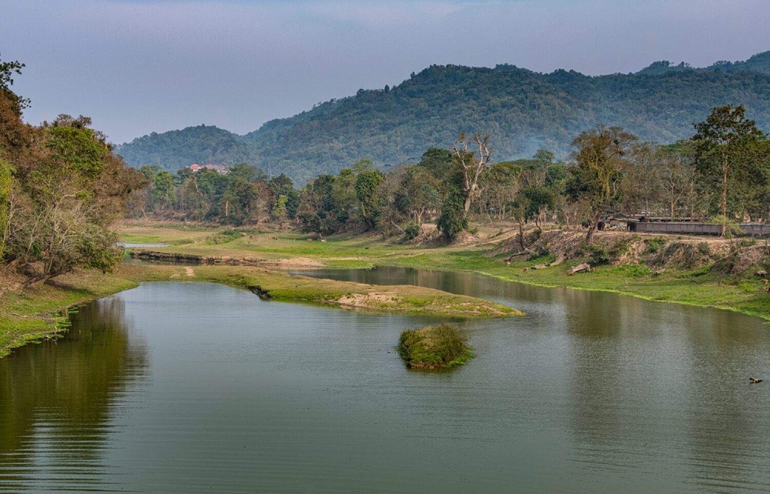 Kaziranga National Park Assam - Flora And Fauna