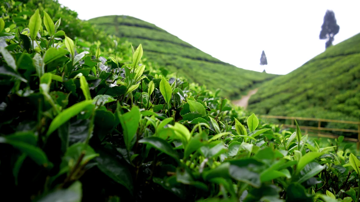 Darjeeling Tea Tourism