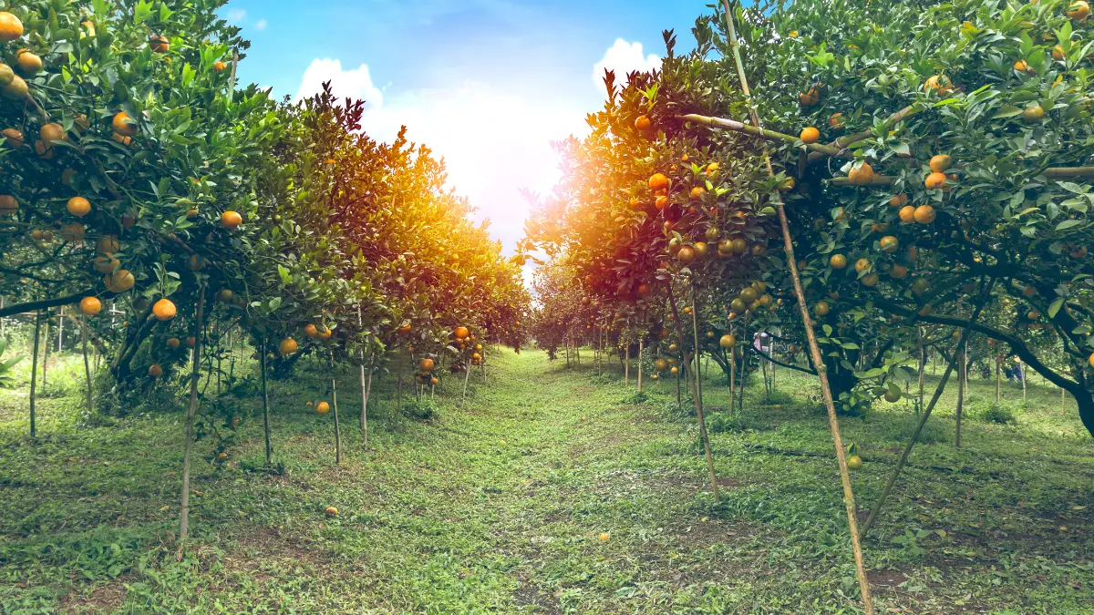Orange orchards