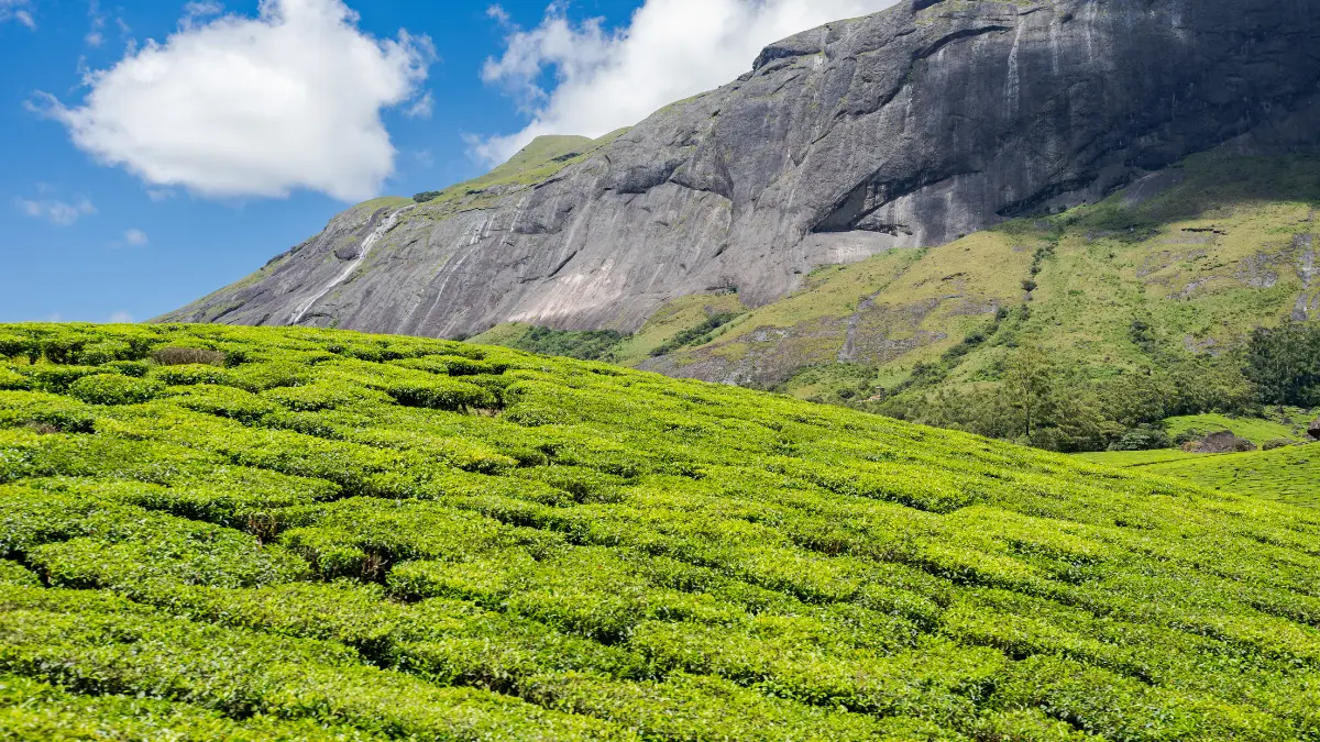 Eravikulam National Park images hd