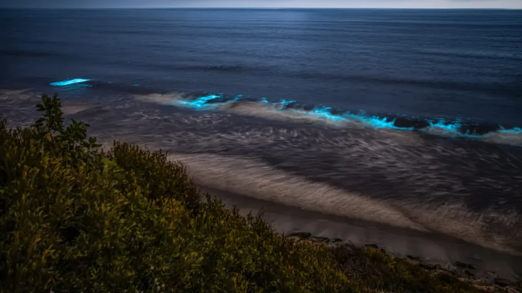 Bioluminescent Beach In India: Where The Sea Glows At Night