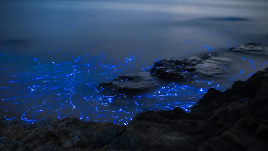 Bioluminescent Beach Nirvana Beach Gokarna