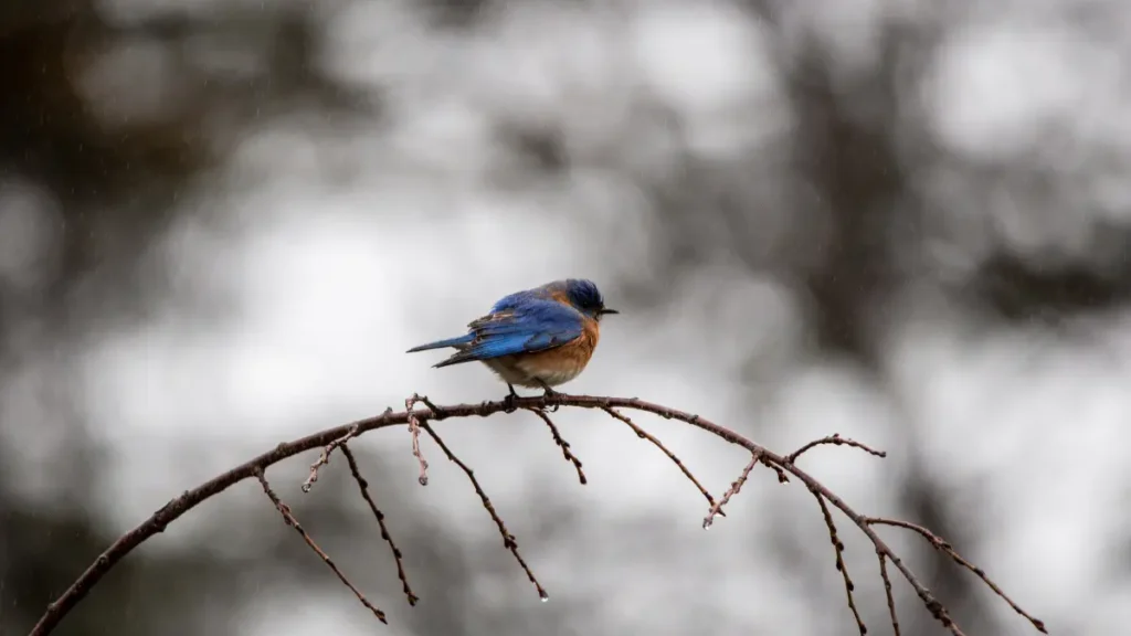 Birdwatching