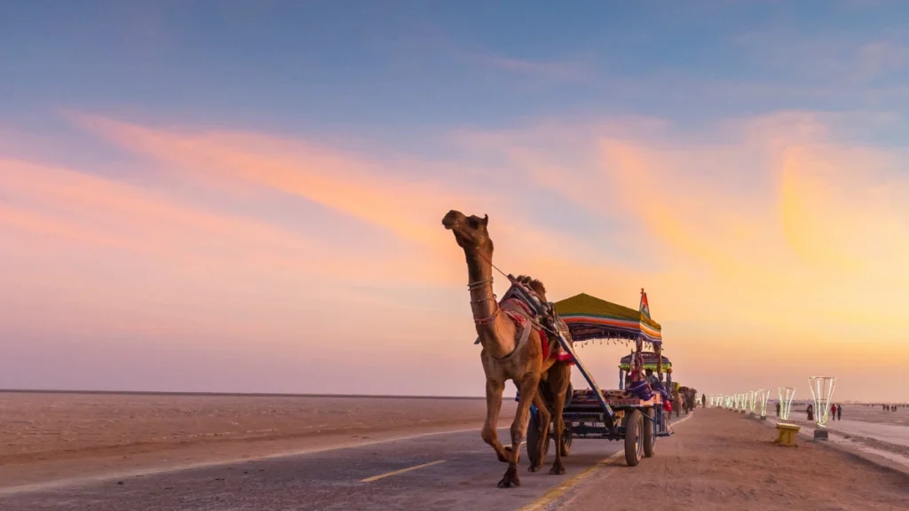 Camel Cart Rides
