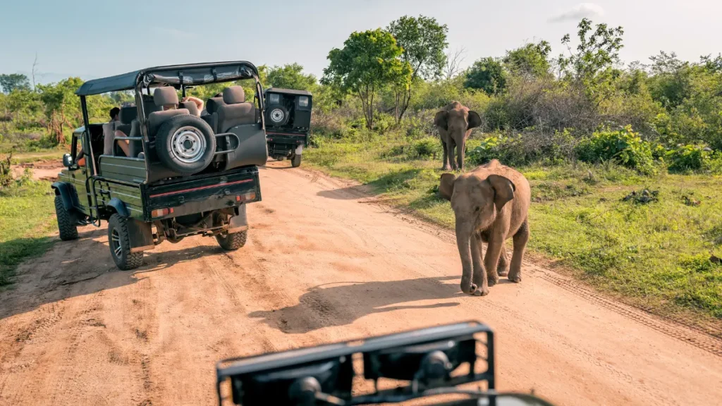 Elephant Safari