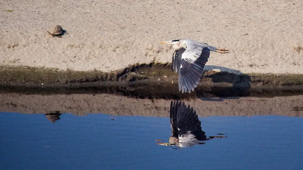 Keoladeo National Park Rajasthan