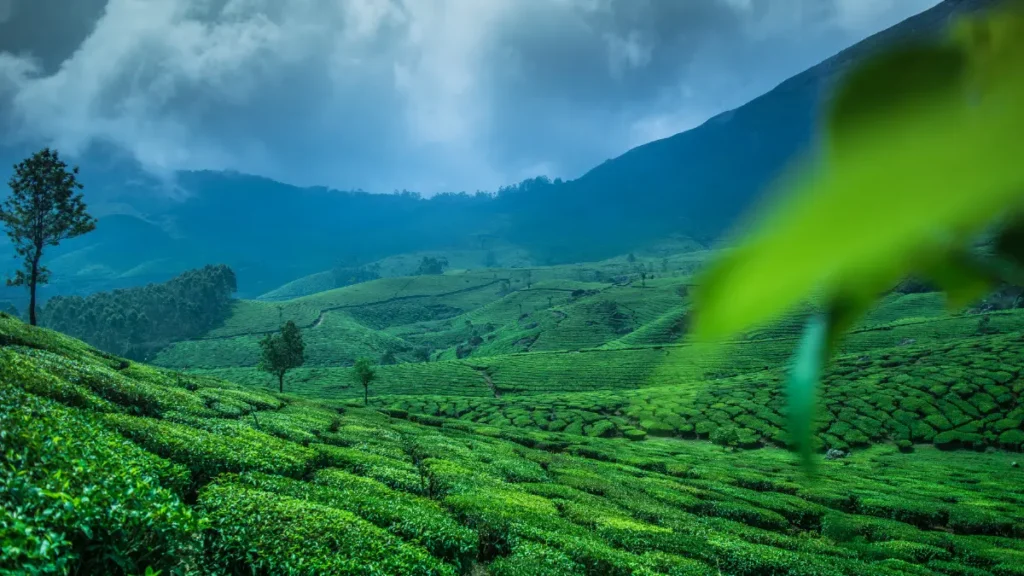 Munnar Kerala