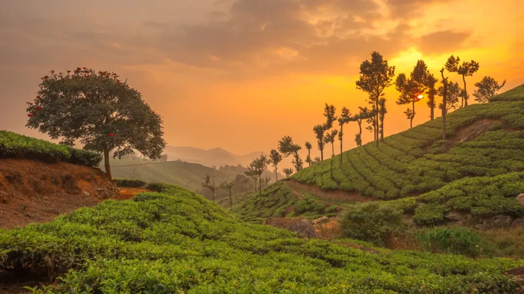 Munnar kerala 1