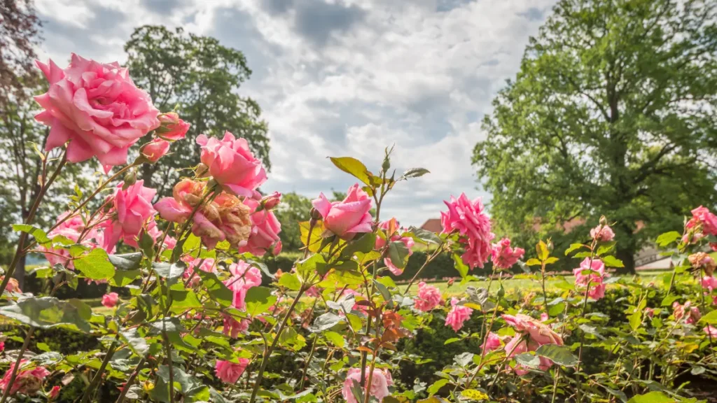 Zakir Hussain Rose Garden