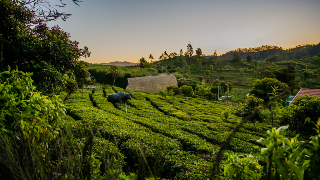 Yelagiri Tamil Nadu