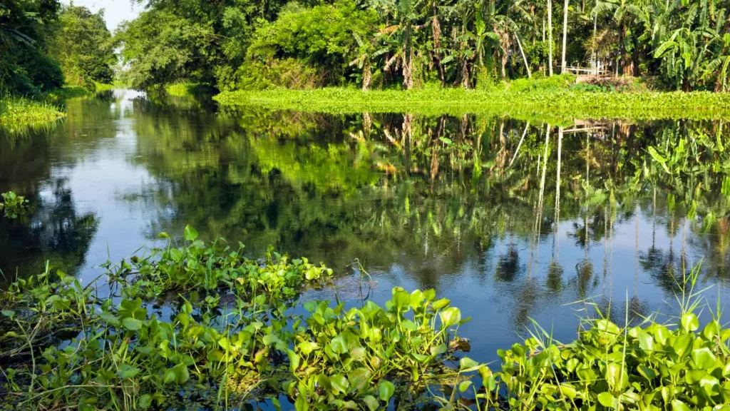 Majuli Island