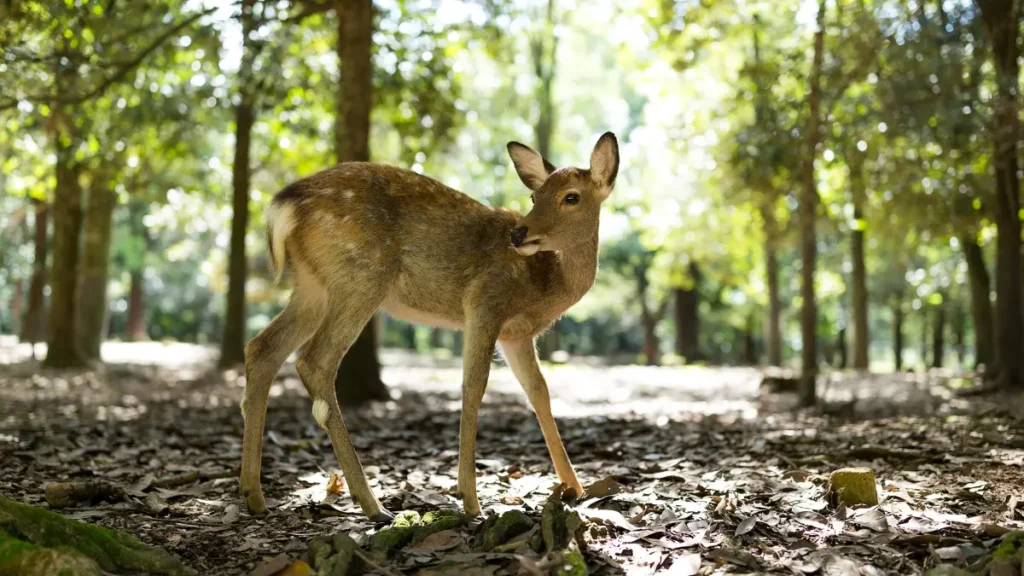 Satmalia Deer Park