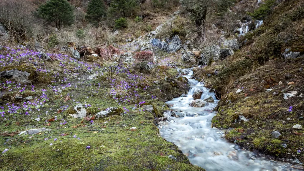 Valley of Flowers