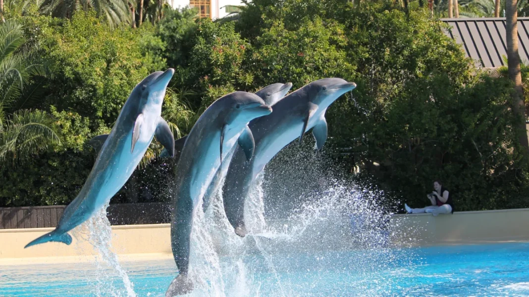 Dolphin Show in Goa