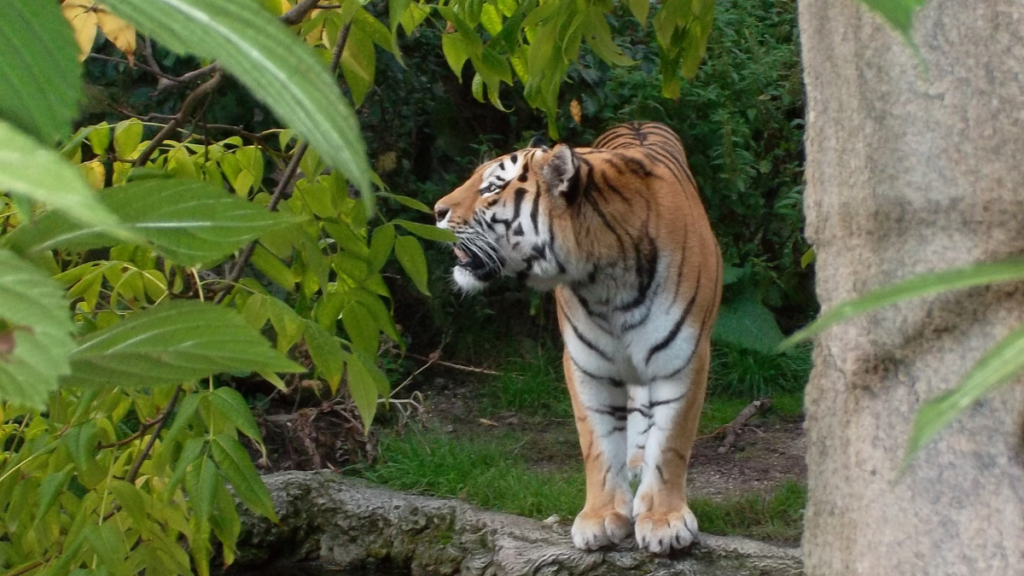 Melghat Tiger Reserve