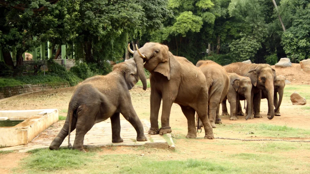 Mysore zoo