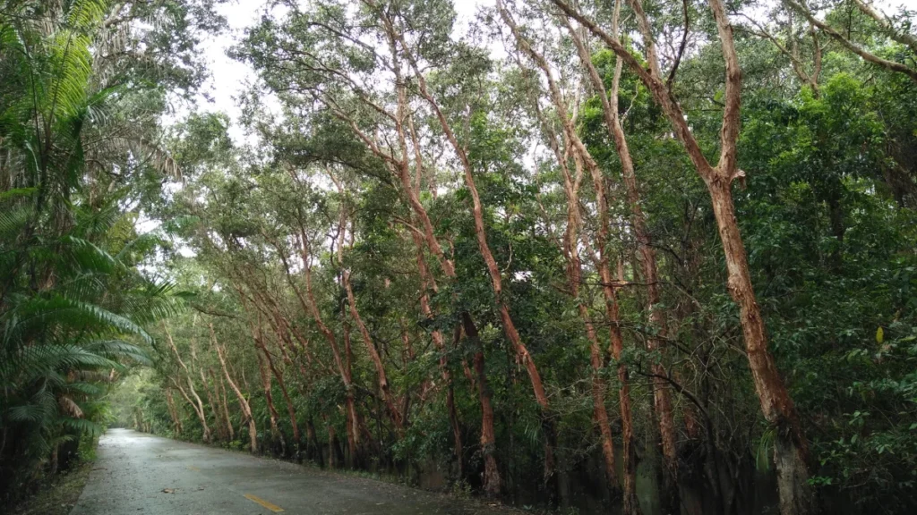 Mangrove Trail 1