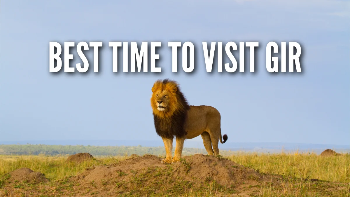 Best Time to Visit Gir
