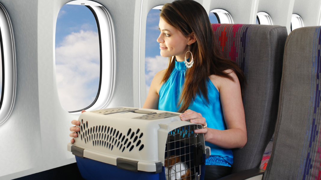 Guide to Travelling with Pets in India