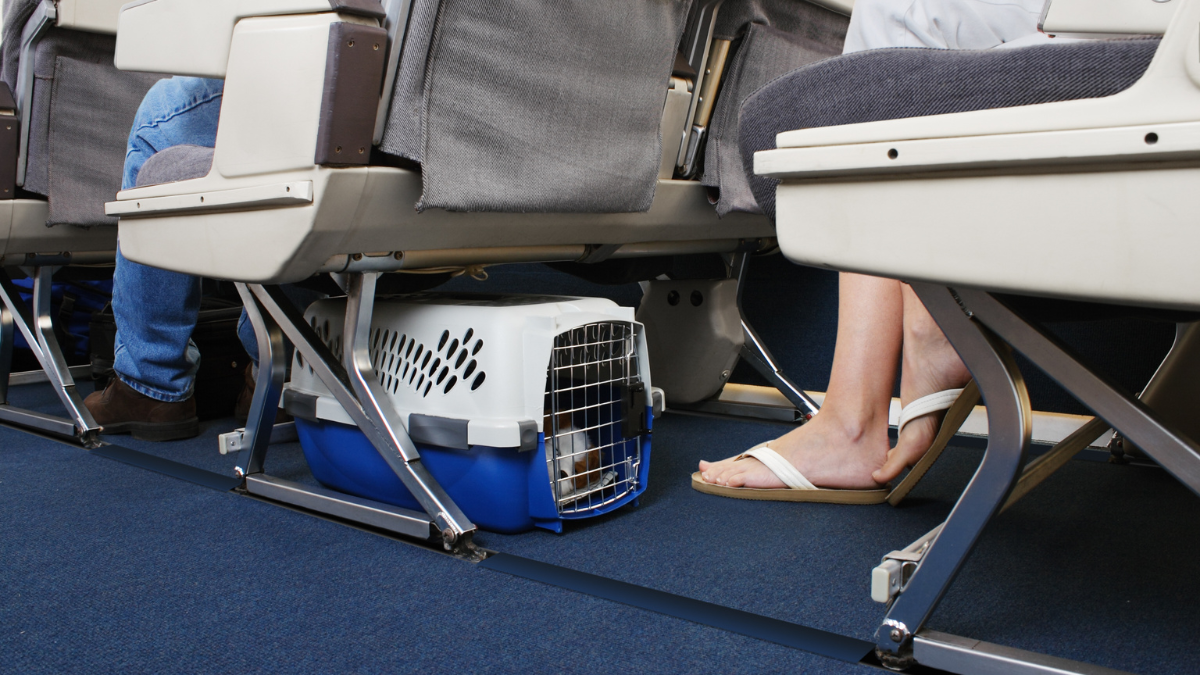 Travelling with Pets by Air