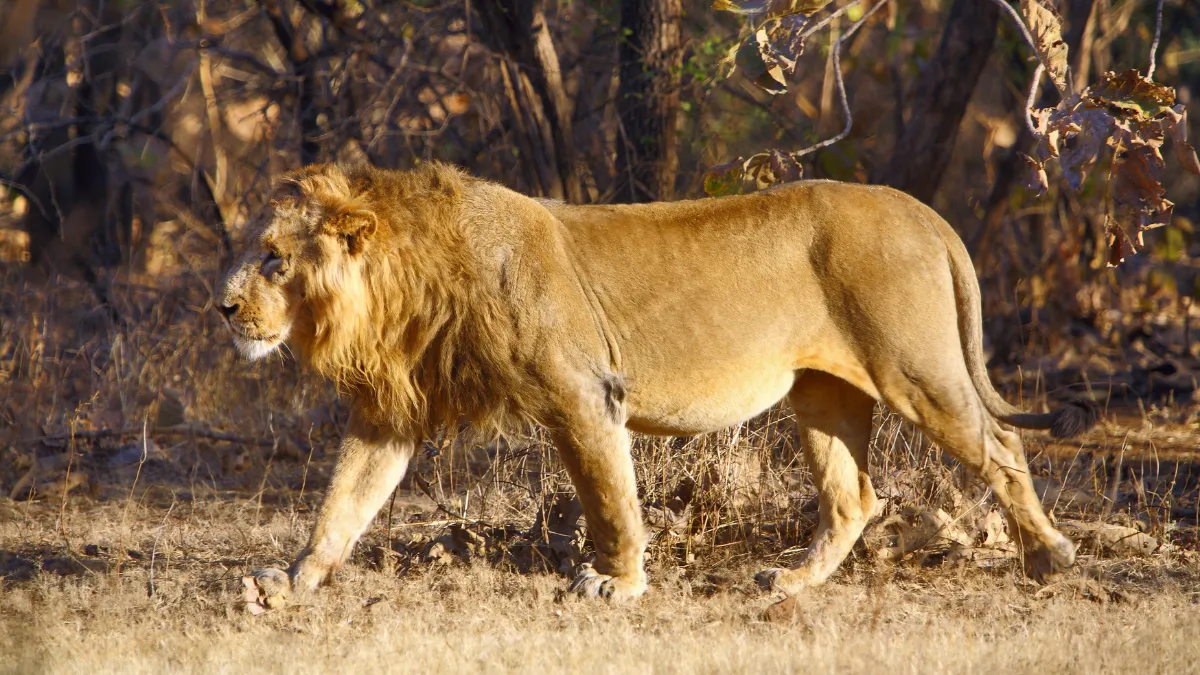 Asiatic Lions at Gir National Park