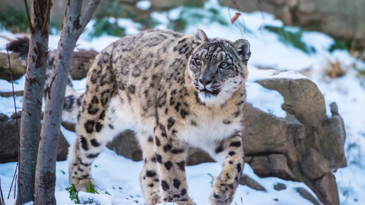 Snow Leopard Sightings