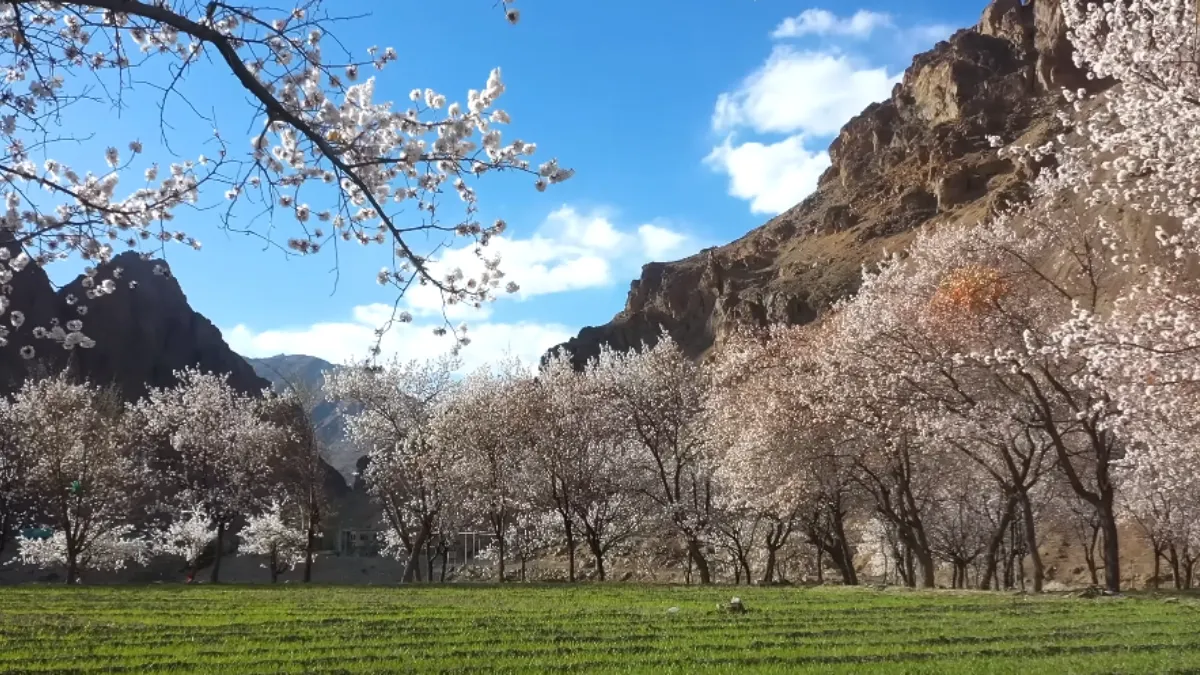 apricot blossom festival in Leh