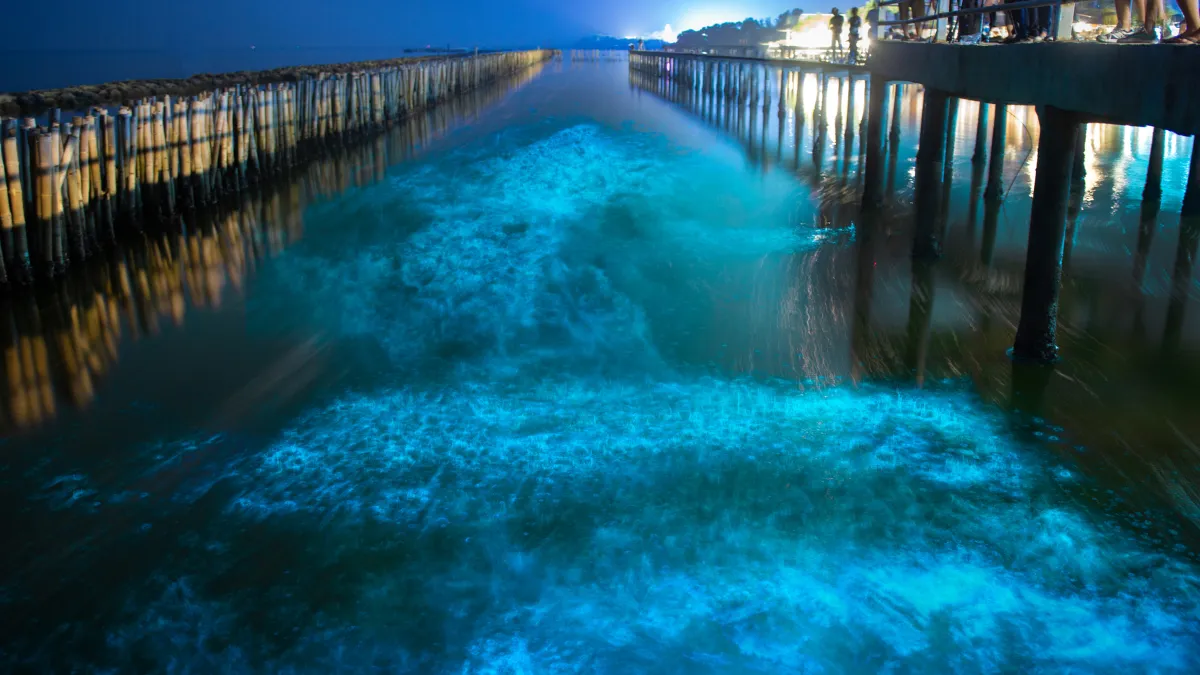 bioluminescence at Mulki Beach