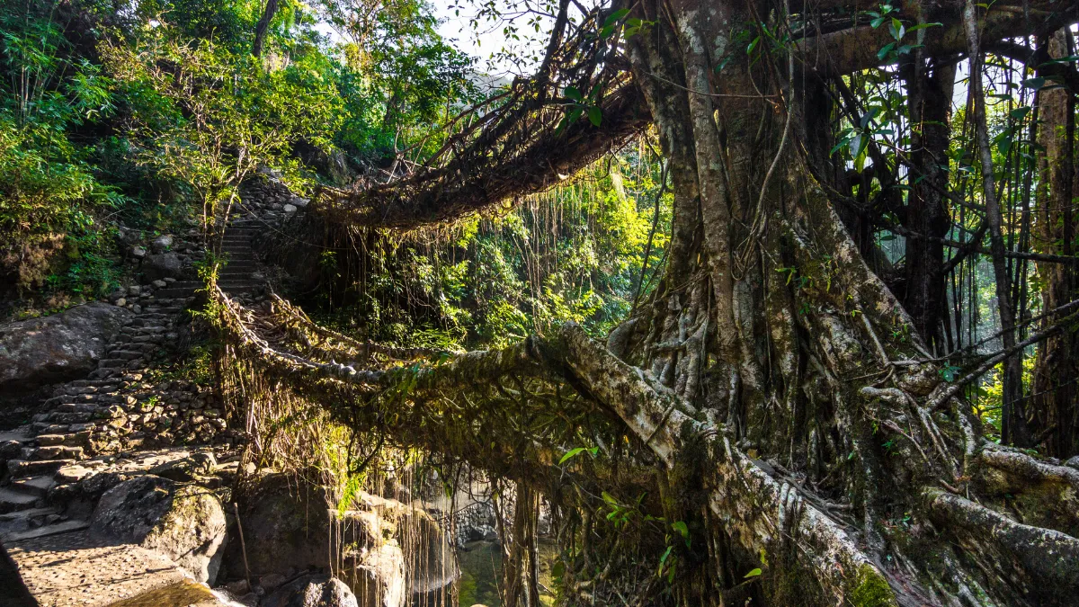 living root bridges of Meghalaya