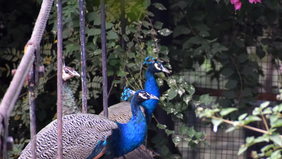 peacocks at Surendranagar Gujarat