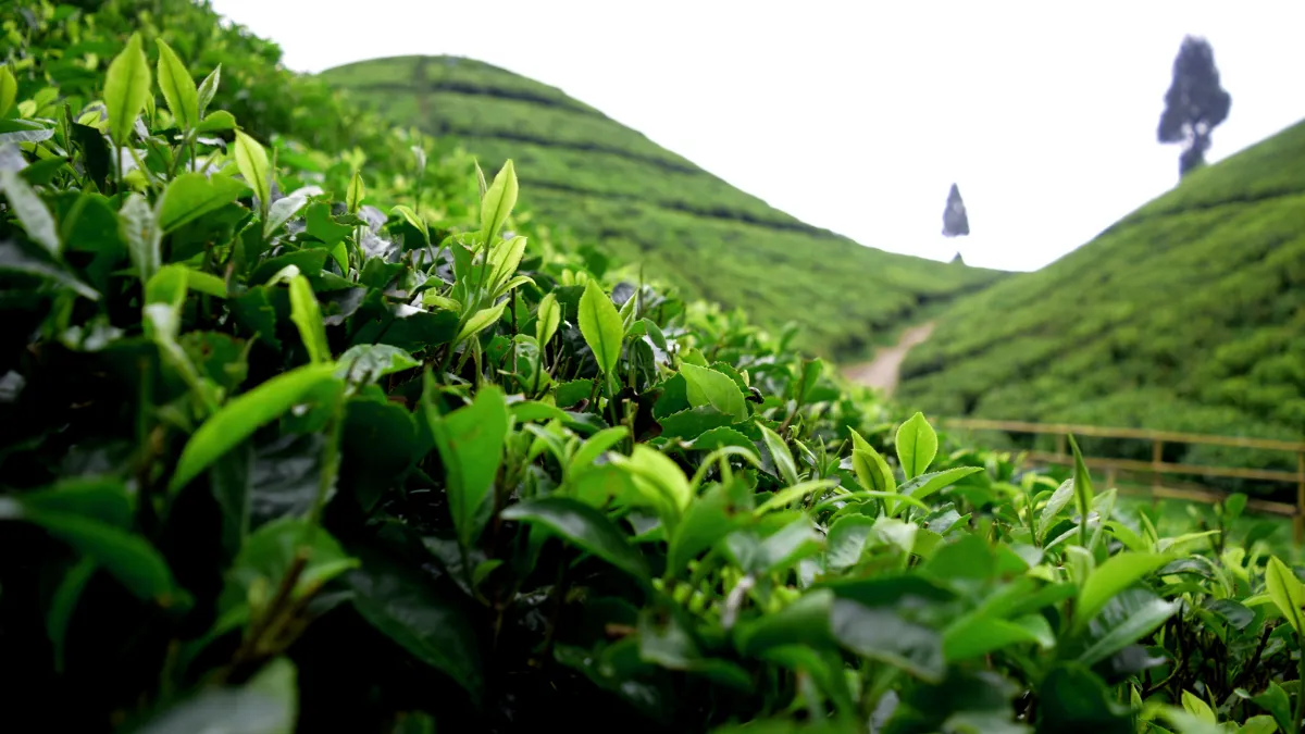 the tea gardens of Darjeeling