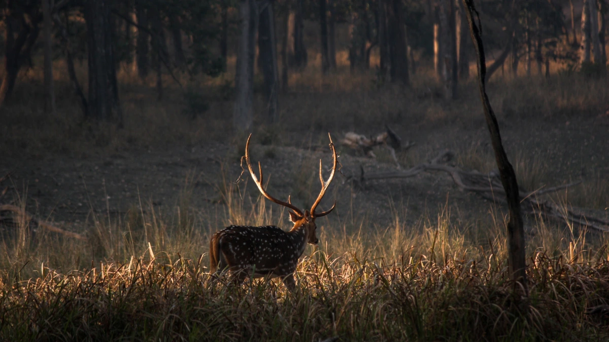 Pench National Park